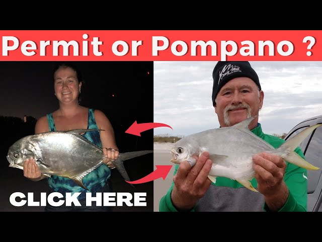 **Surf Fishing Time! - Permit VS Pompano**.  Is it a Permit or a Pompano.