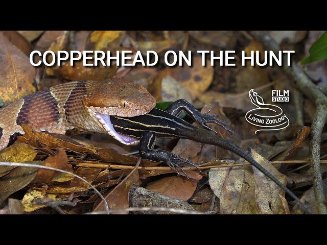 Eastern copperhead kills a lizard in Florida, venomous snake feeding