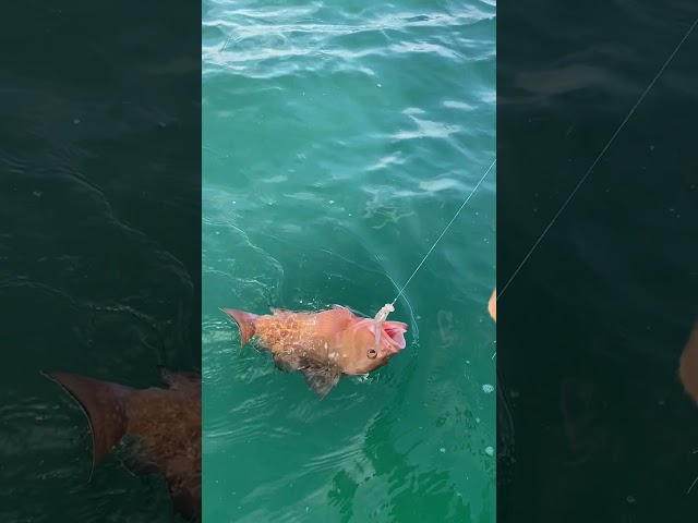 Nearshore Reef Fishing For Red Grouper with SILLY Dog!!