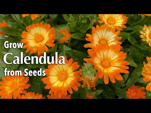How to Grow Calendula or Pot Marigold from seed in Pots or a container 🌼