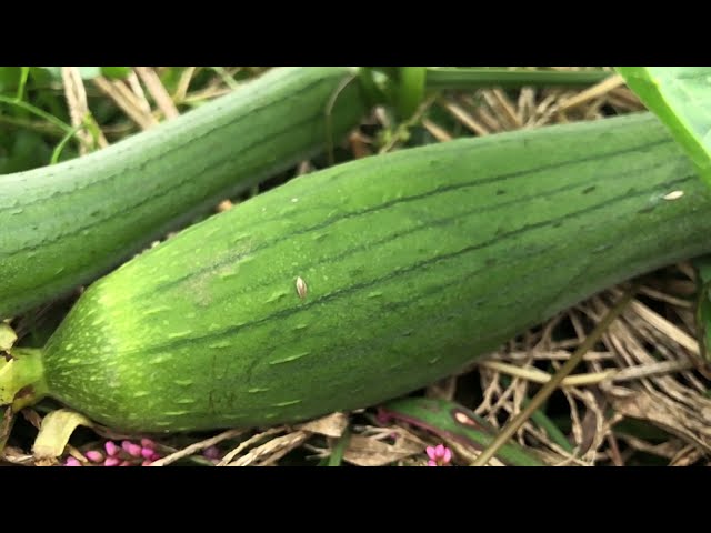 Plant Music of loofah🥒Gorgeous melody that revives. For meditation🙏, studying, children's room, etc.