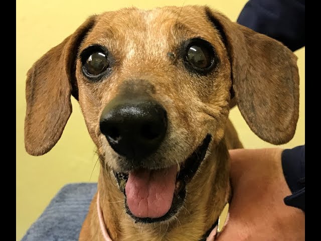 IVDD in Dogs: Stacey, a 15 year old Dachshund, Recovers from Paralysis