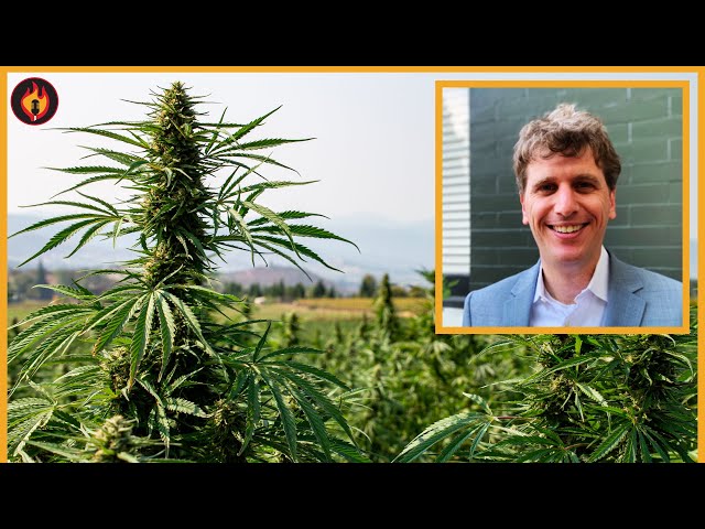 How Big Business is Trying to RIG Legal Weed Market | Breaking Points with Krystal and Saagar