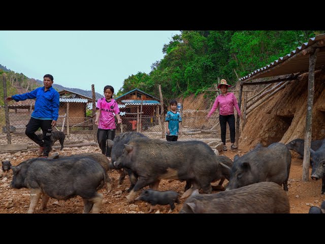 Clearing Grass from Rice Fields, Digging Paths for Pigs | Family Farm