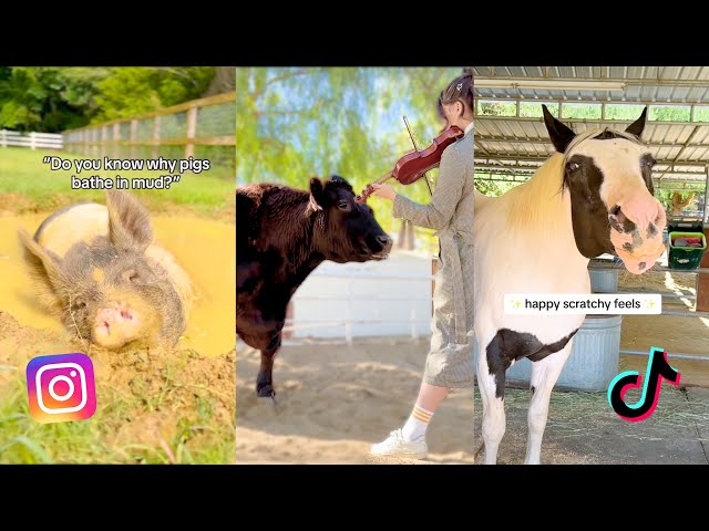 Interesting Farm Animal Facts and Moments | The Gentle Barn Video Compilation