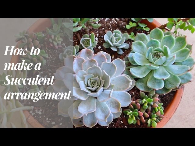 DIY Succulent Arrangement and GREAT TIPS! || A girl with a garden