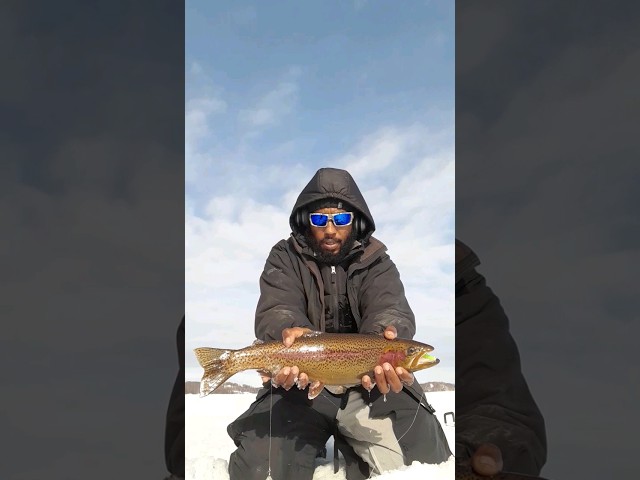 Golden brown rainbow trout caught on the late ice. #icefishing #fishing #fyp #viral #troutfishing