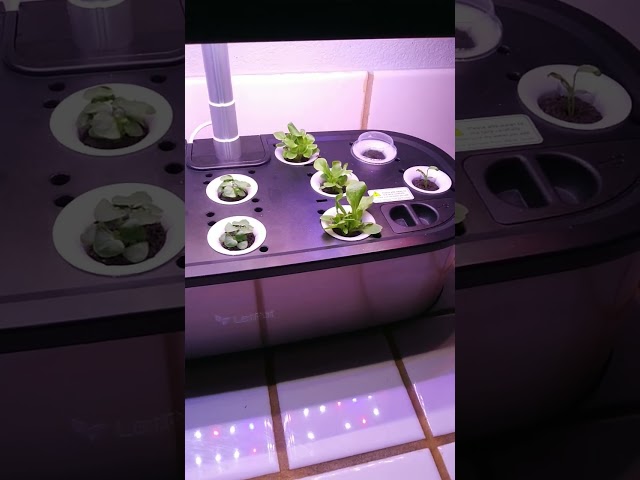 Letpot Hydroponic Growth Update And Giveaway Coming Soon!