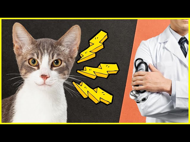 With these 5 signs your cat needs to see the vet IMMEDIATELY! ❌