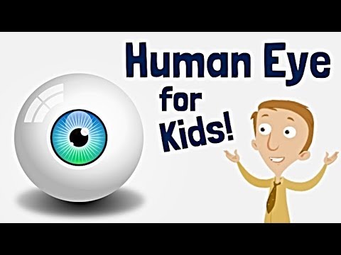 Human Anatomy Videos for Kids!