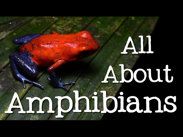 All About Amphibians: Tadpoles, Frogs, and Salamanders - Freeschool
