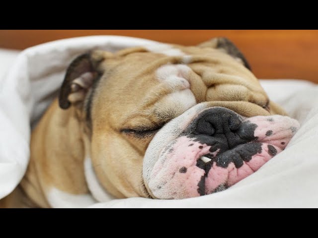 Snoring Puppies - Cute And Funny Snoring Puppies Video