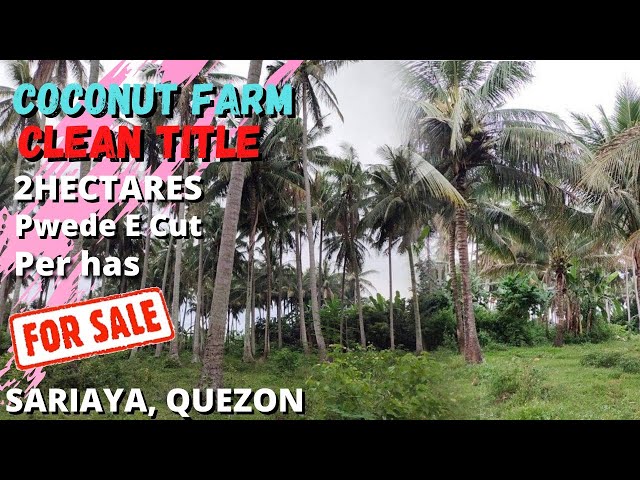 #46 COCONUT FARM FOR SALE | Sariaya, Quezon | farm lot for sale in the philippines