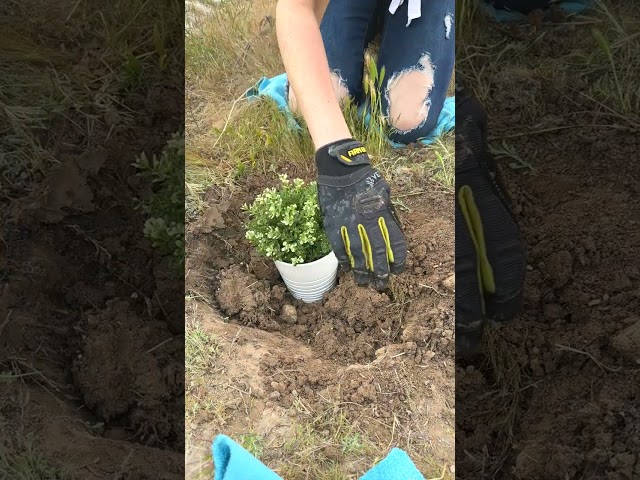 Make perfect gardening holes without a shovel with this clever hack!