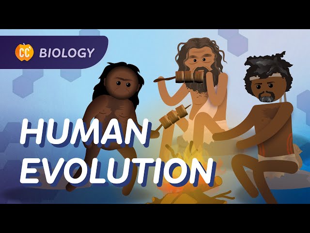 How Did Humans Evolve? Crash Course Biology #19