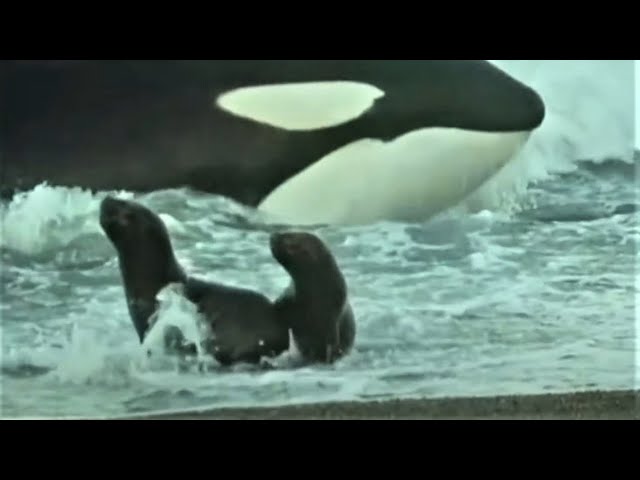 Deadly Killer Whale Moments | Top 5 | BBC Earth