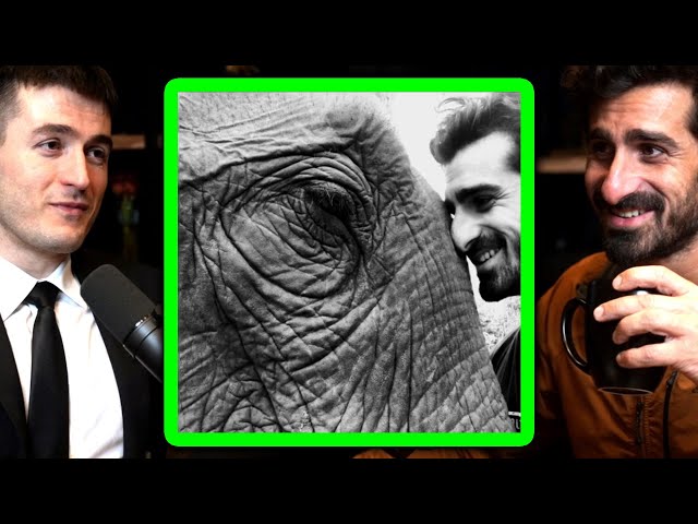 Elephants are very intelligent | Paul Rosolie and Lex Fridman