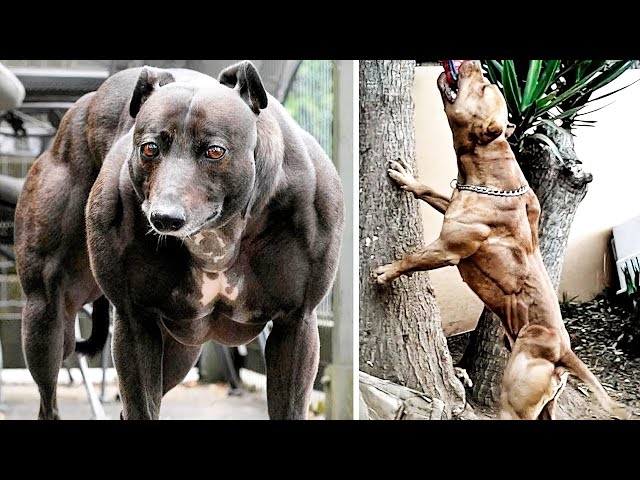THE MOST MUSCULAR DOG BREEDS