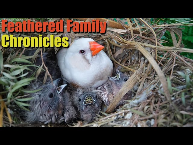 Feathered Family Chronicles Day 14: A Heartwarming Journey of Bird Parents Raising Their Newborns