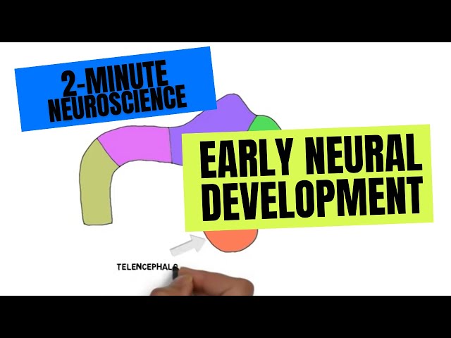 2-Minute Neuroscience: Early Neural development