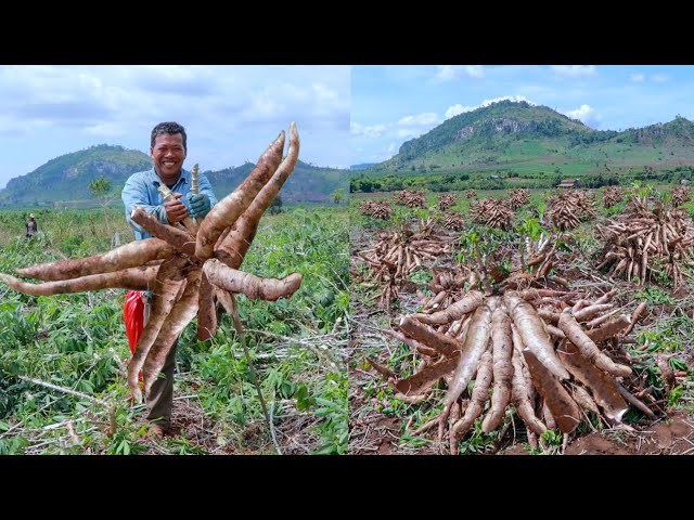 How to Grow Cassava to Fast Harvesting and Most Yield - Easy and Effective - Agriculture Technology