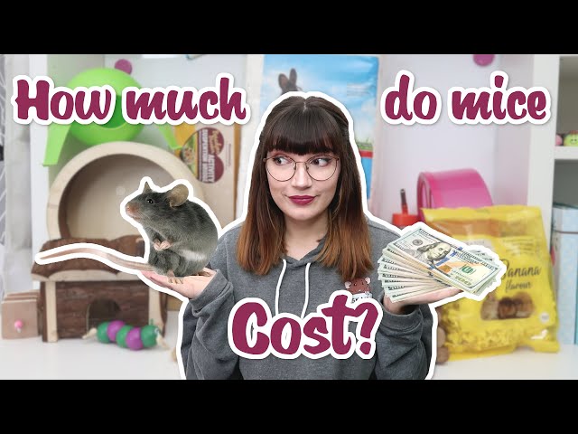 How much do Mice cost? Everything you need to buy