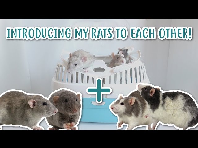 HOW I INTRODUCED MY RATS TO EACH OTHER!