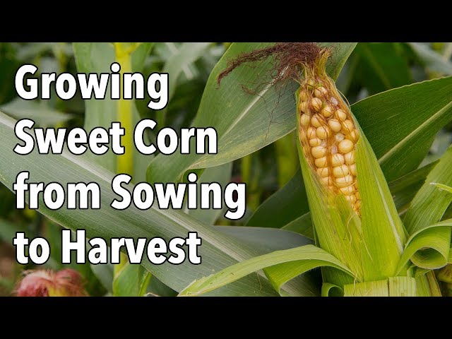 Growing Sweet Corn from Sowing to Harvest