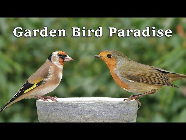 Videos for Cats to Watch - Garden Bird Paradise ~ 8 HOURS