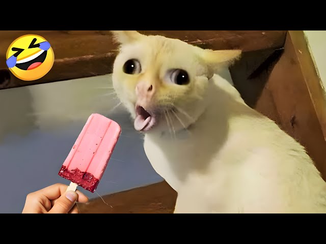 Funny Cats and Dogs Videos 🐱🐶- Funniest Animals 2024 😂 Part - 5
