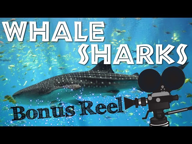 Did You Know? Fun Facts About Whale Sharks - FreeSchool Bonus Reel