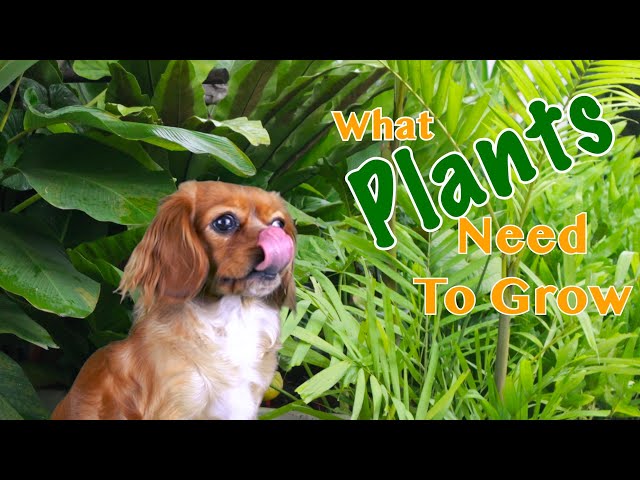 What Plants Need To Grow: A Lesson For Kids