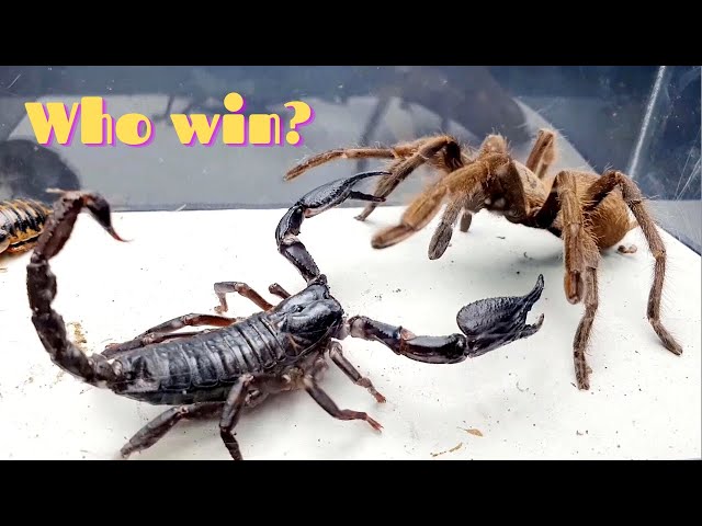 10 CRAZIEST INSECT FIGHTS CAUGHT ON CAMERA OF INSECT STORIES