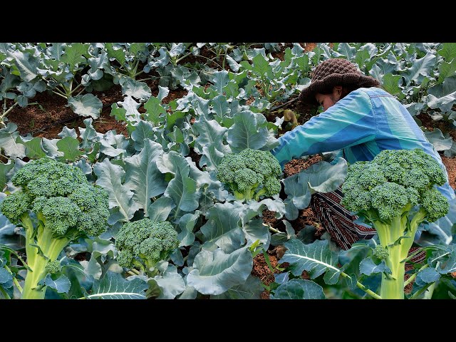 Best Ways to Grow Broccoli in Net House - Complete Guide