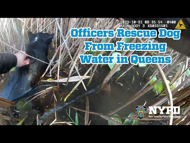 Officers Save Dog from Freezing Water
