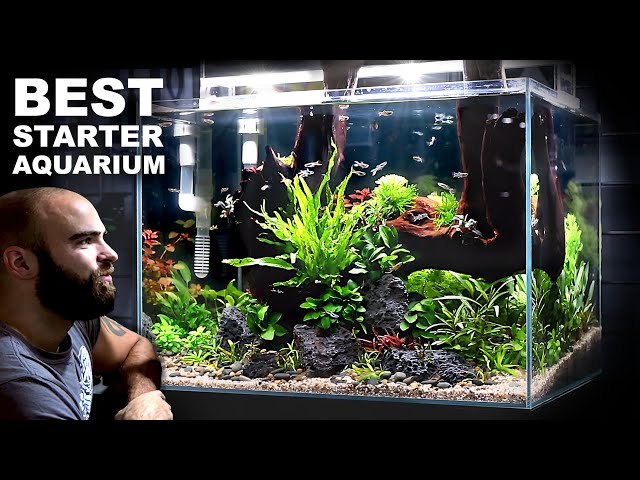 The Budget Aquarium Setup You Cannot Miss!