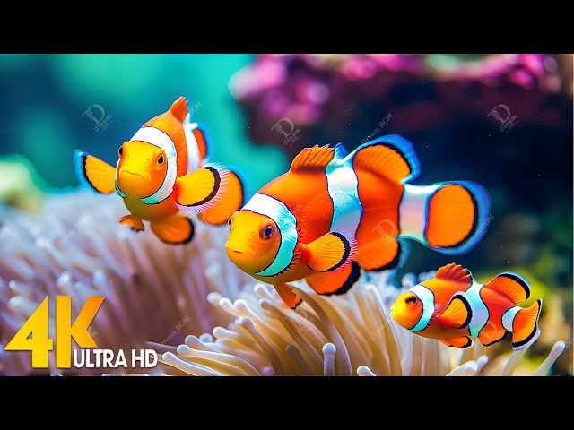 Aquarium 4K VIDEO (ULTRA HD) - Beautiful Coral Reef Fish - Relaxing Sleep Meditation Music