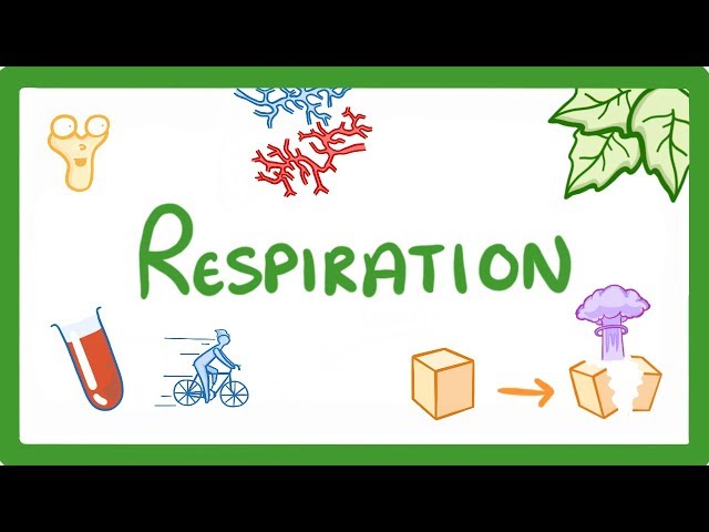 GCSE Biology - Respiration  #21