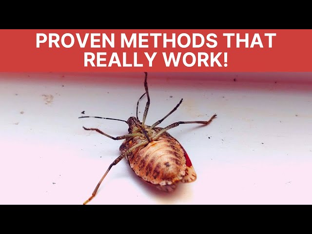 Pesticide-free DIY: Rid your home of Stink Bugs! (Viewer tested!)