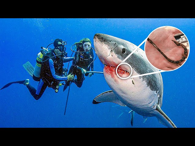 Shark Swims Up To Diver For Help, Won't Stop thanking Him After He Saves Her Life