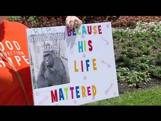 Cincinnati Zoo stands by decision to shoot, kill gorilla