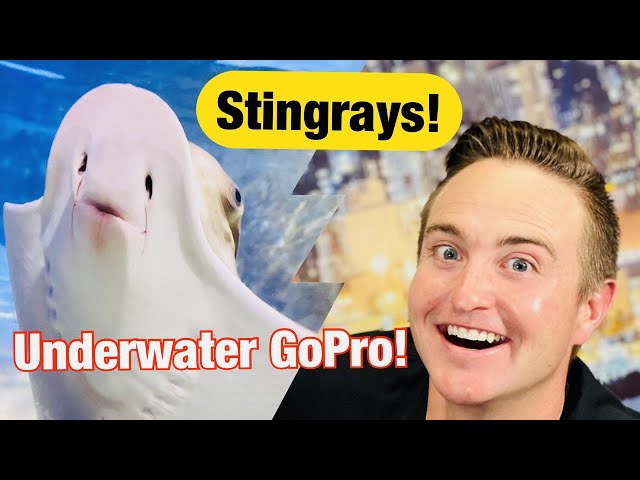 Feeding Stingrays: Underwater with a GoPro!!!