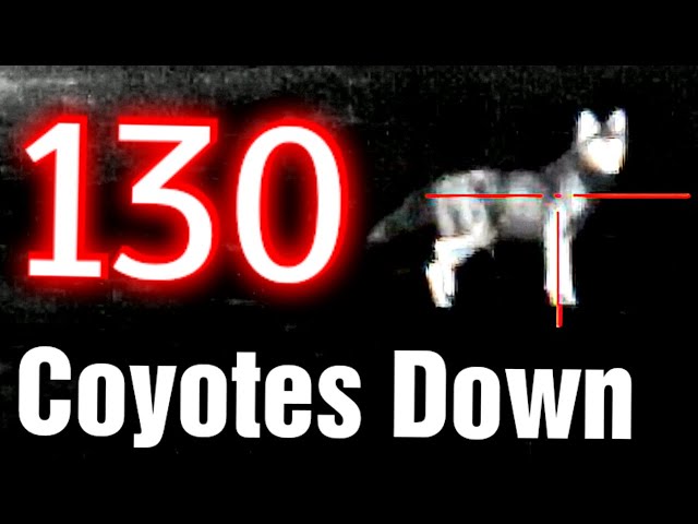 130 Coyotes Down | Top Thermal Hunting Video [ NEW 2023 ] ATN THOR 4