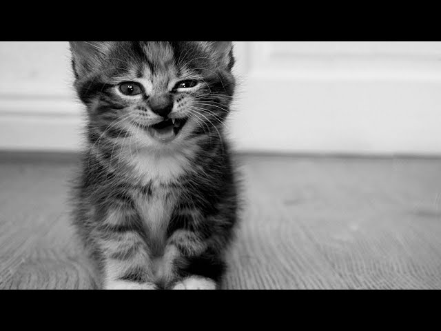 Funny And Cute Sneezing Cats Compilation!