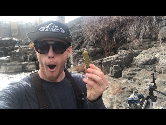 Wild Pickle Foraging & Catch n’ Cook (LIVE STREAM)