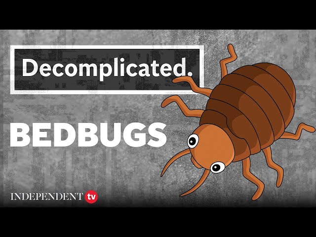 Everything you need to know about the bedbug invasion | Decomplicated