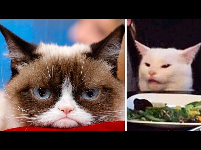 The Most FAMOUS CATS On The Internet  🐱