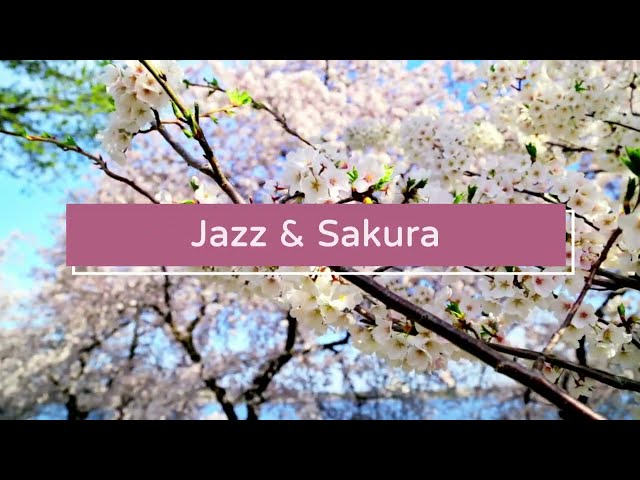 Relax to jazz music and cherry blossoms in bloom