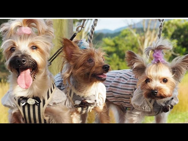 Cutest Yorkie Puppies funniest instagram Videos | Yorkshire Terrier Dog try not to laugh videos