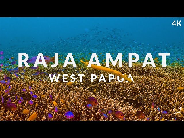 This is Raja Ampat (4k) - dive into the dream of biodiversity